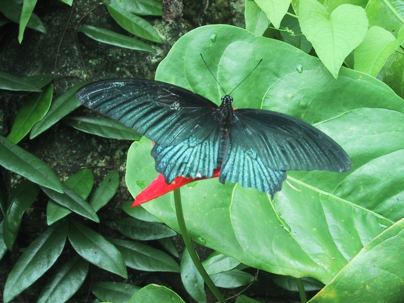 Click to see next picture