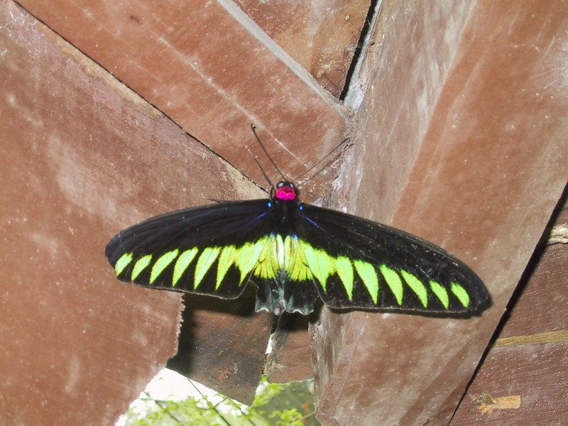 Click to see next picture