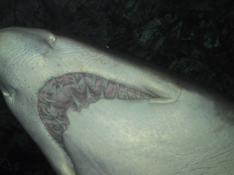 Click to see next picture